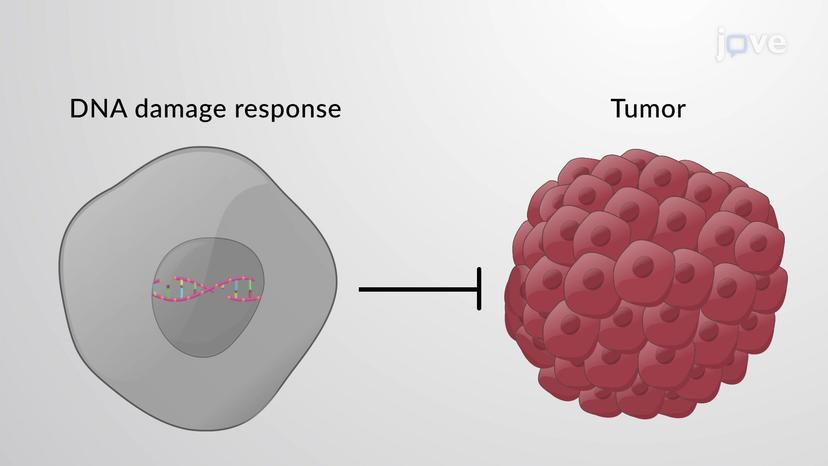 Replicative Cell Senescence