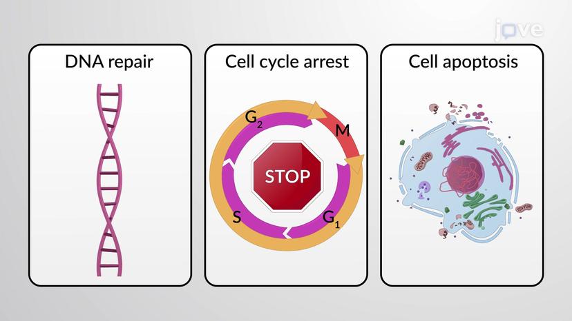 Abnormal Proliferation