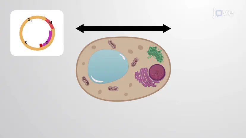 Cells Coordinate Growth and Proliferation