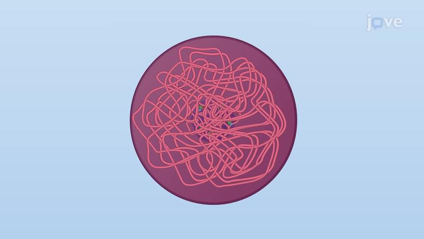 Chromosome Duplication