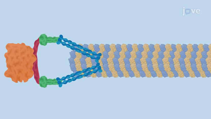 Attachment of Sister Chromatids