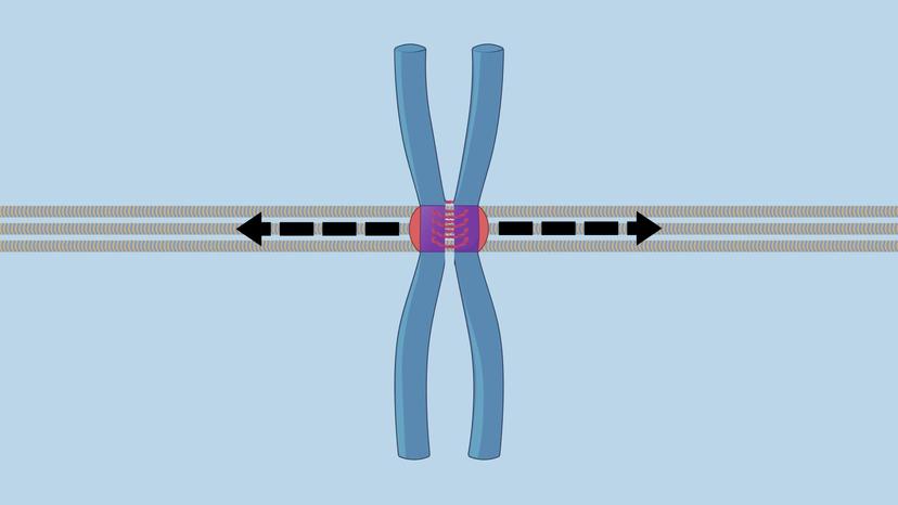 Separation of Sister Chromatids