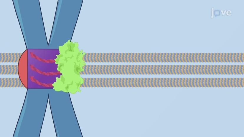 The Spindle Assembly Checkpoint