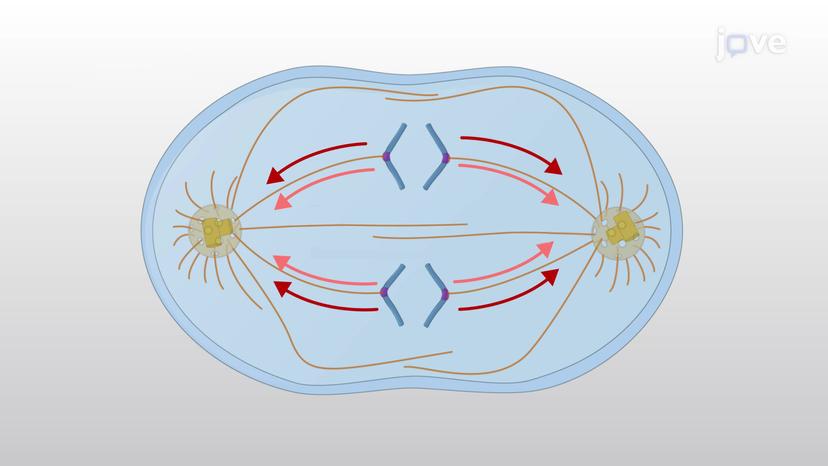 Anaphase A and B