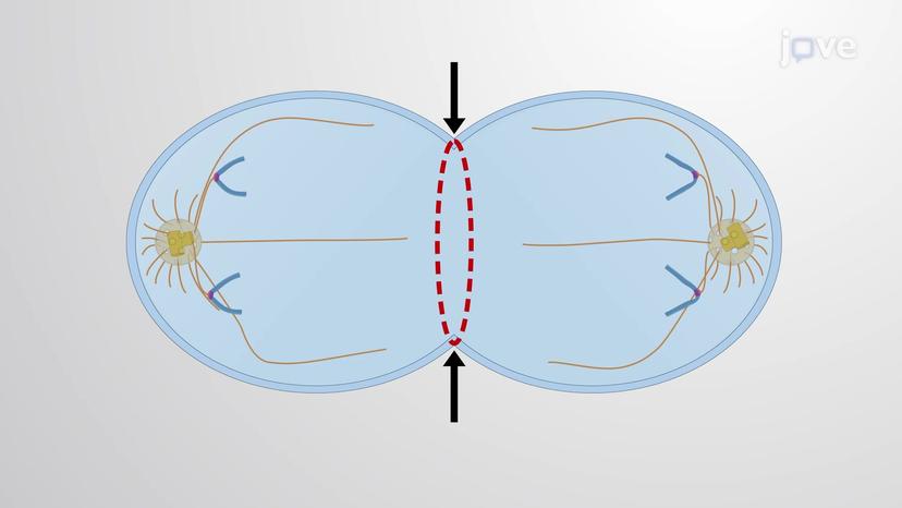 The Contractile Ring