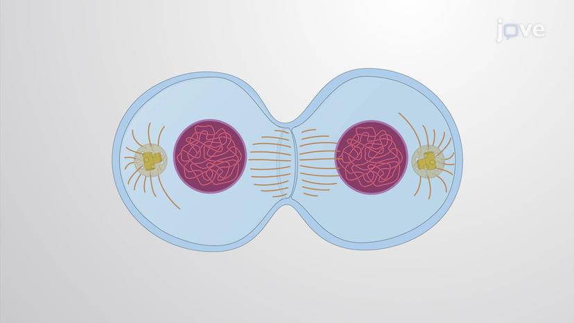 Determining the Plane of Cell Division