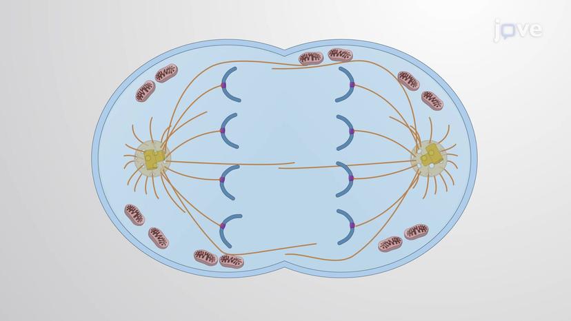 Distribution of Cytoplasmic Content