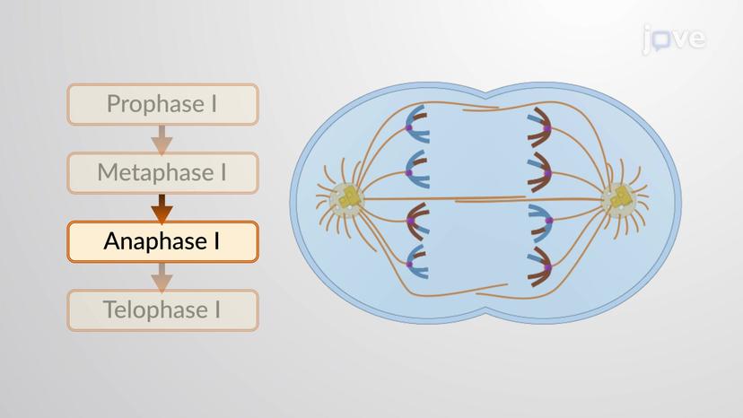 Meiosis I