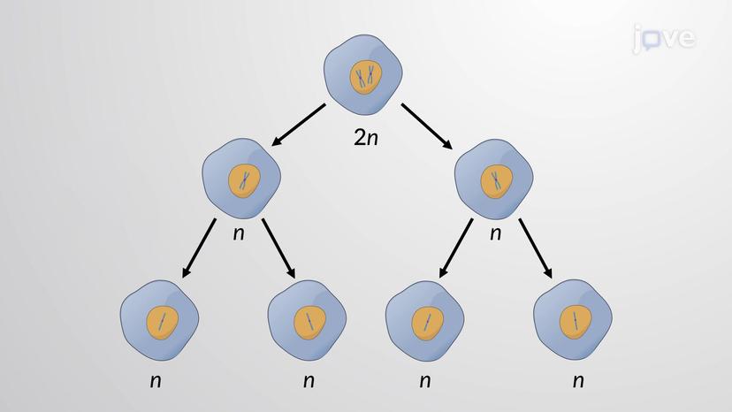 Meiosis II