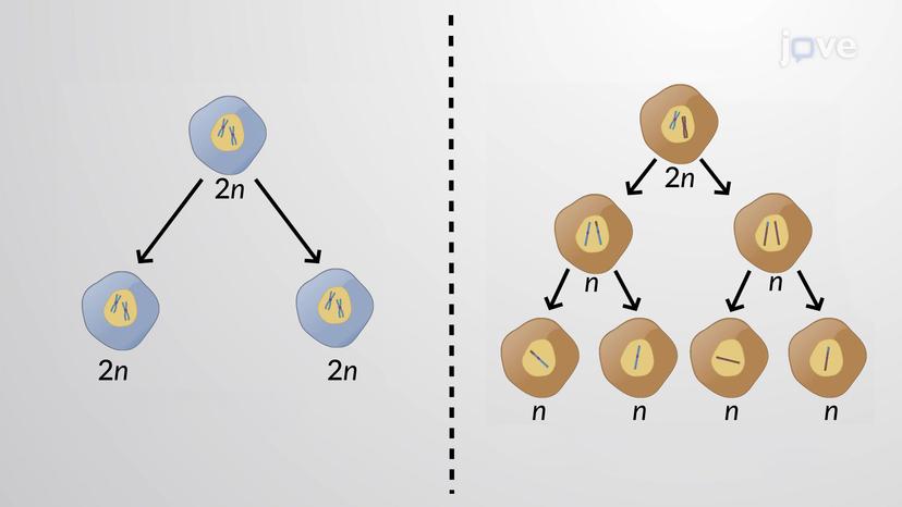 Meiosis vs. Mitosis