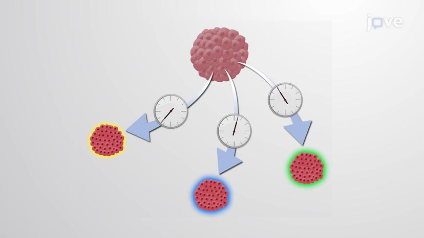 Tumor Progression