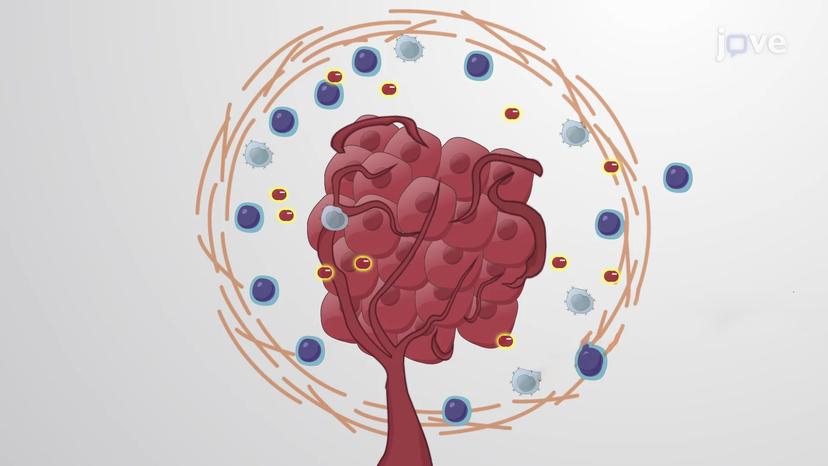 The Tumor Microenvironment