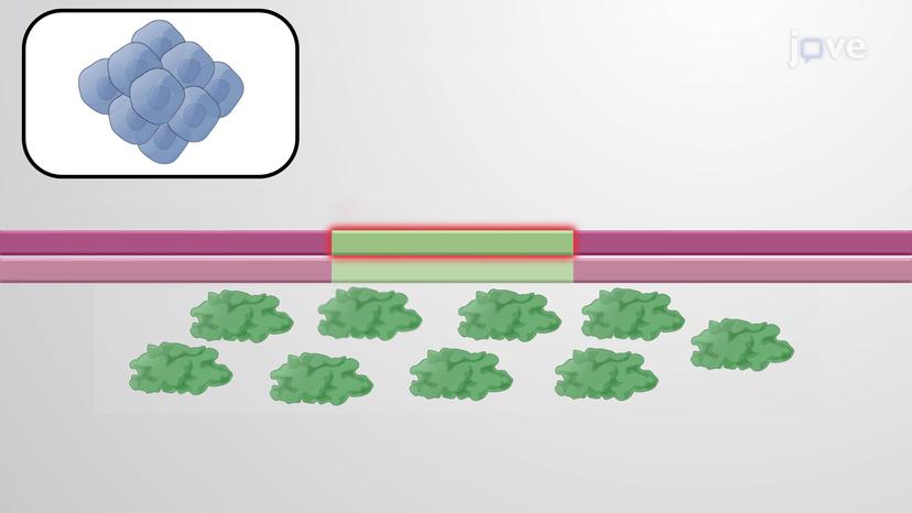 Cancer-Critical Genes I: Proto-oncogenes