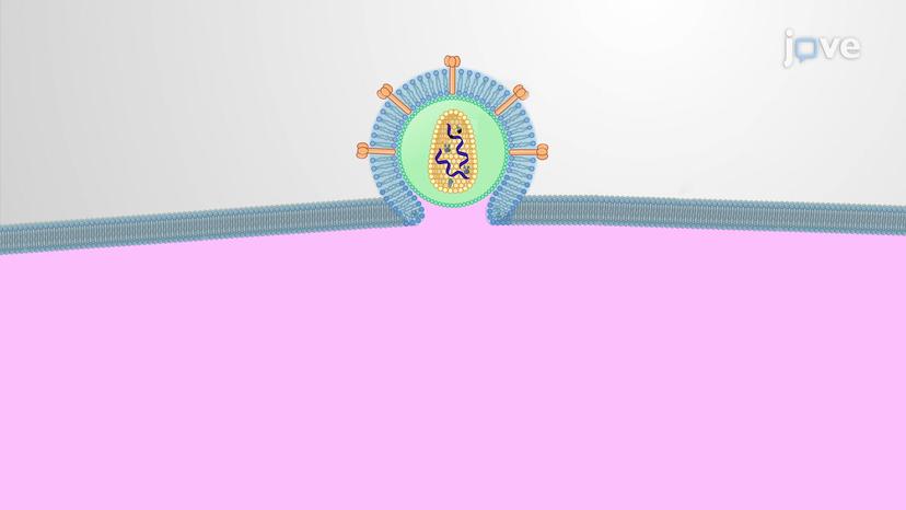 Mechanisms of Retrovirus-induced Cancers