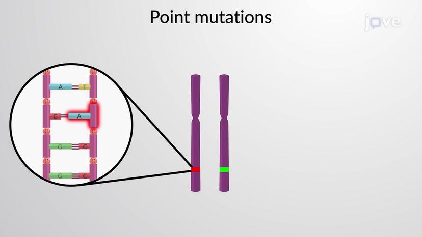 Loss of Tumor Suppressor Gene Functions