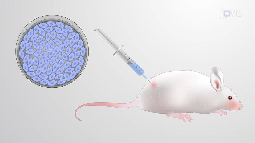 Mouse Models of Cancer Study