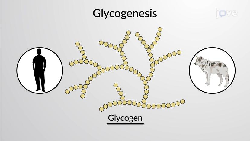 Overview of Metabolism