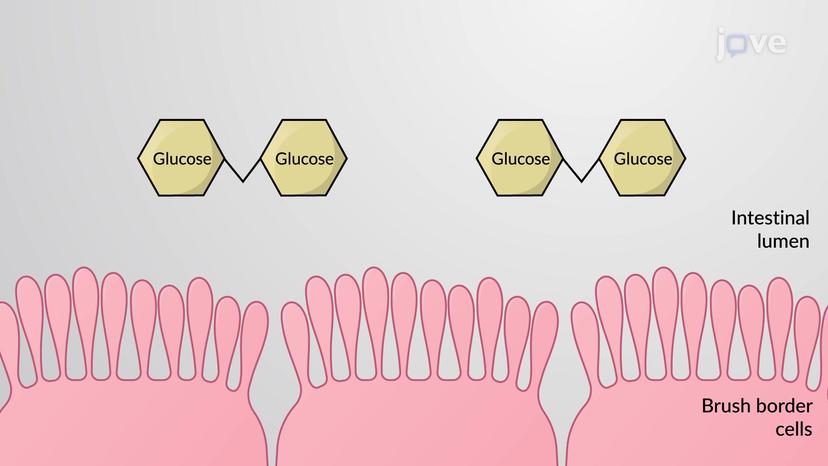 Carbohydrate Metabolism