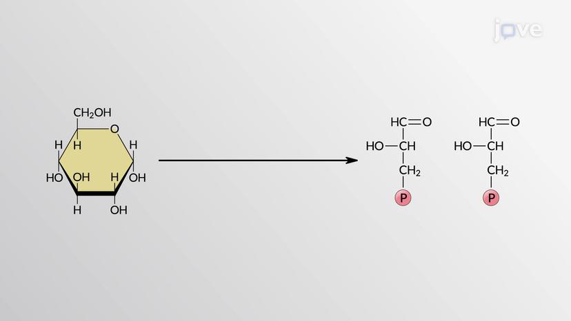 Glycolysis: Preparatory Phase