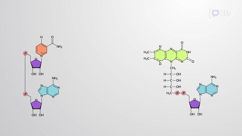 Role of Reduced Coenzymes NADH and FADH&#8322;