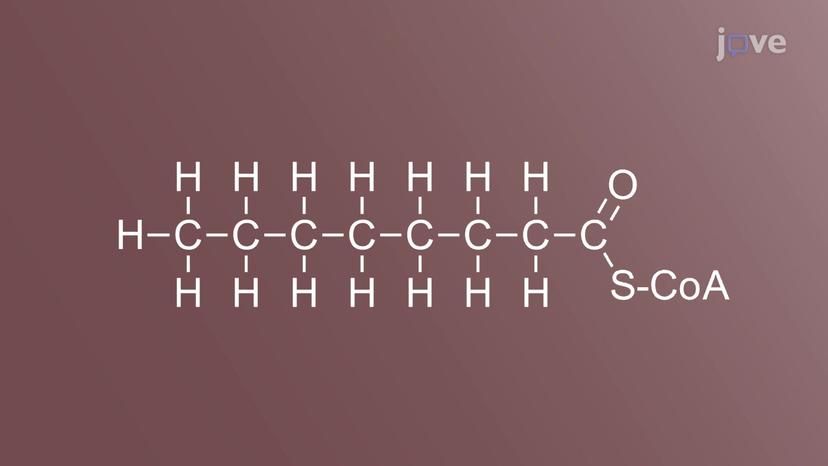 Overview of Fatty Acid Metabolism