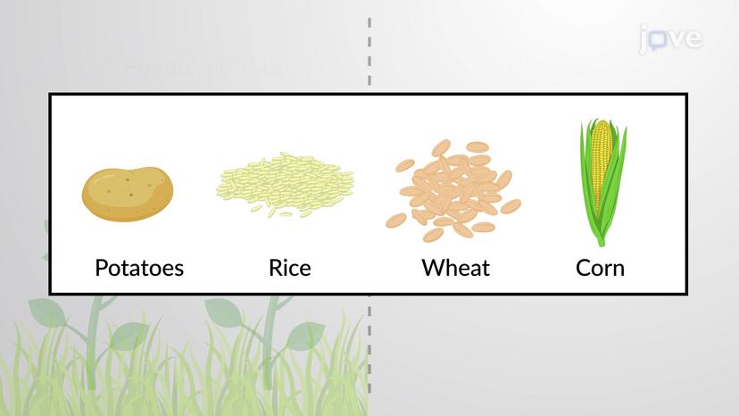 Sugars as Energy Storage Molecules