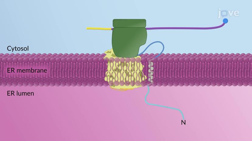 Insertion of Single-pass Transmembrane Proteins in the RER