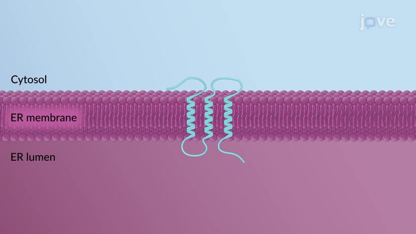 Insertion of Multi-pass Transmembrane Proteins in the RER