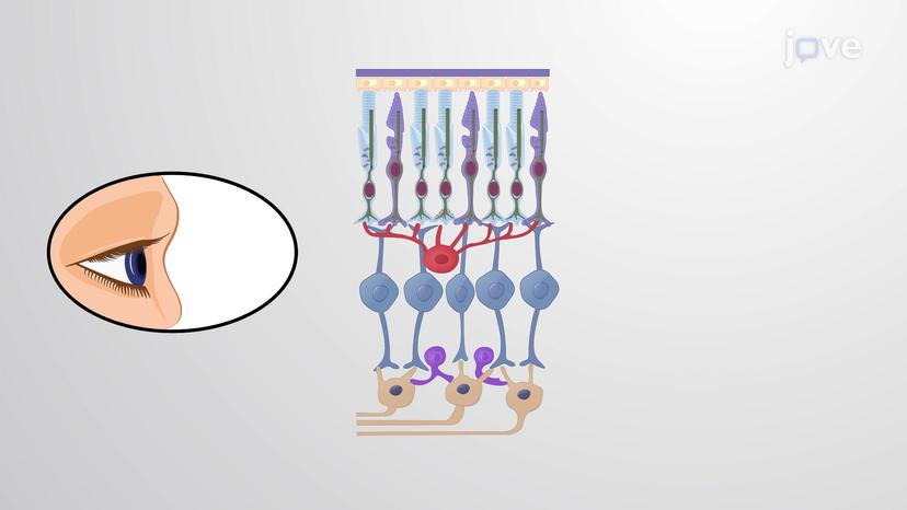 Microtubules in Signaling