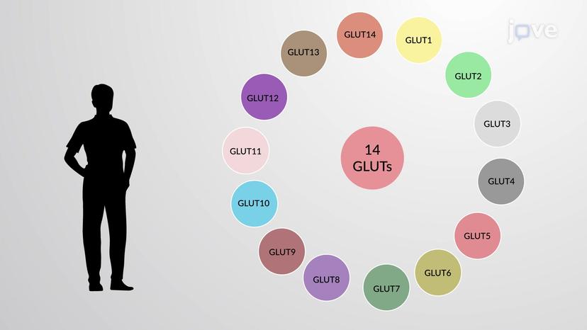 Glucose Transporters