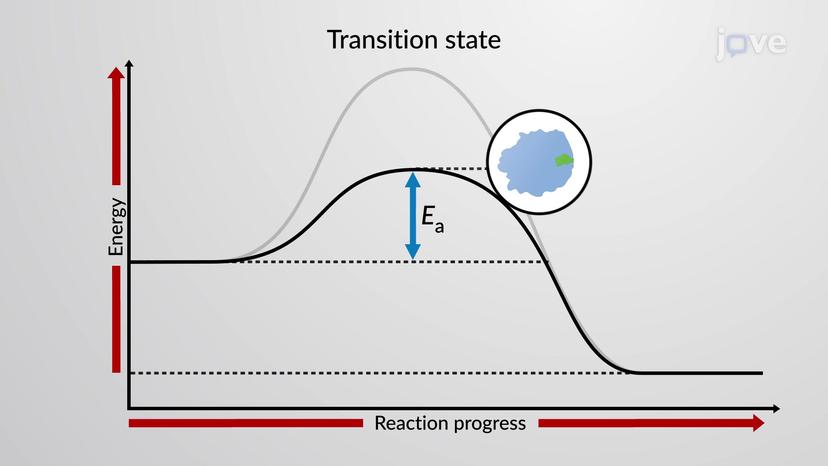 Enzymes and Activation Energy