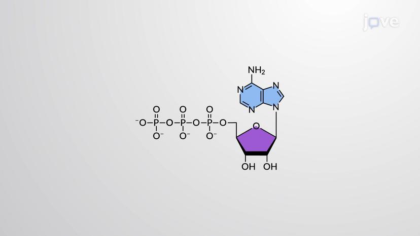 ATP Energy Storage and Release