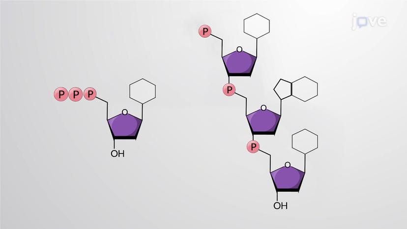 ATP and Macromolecule Synthesis