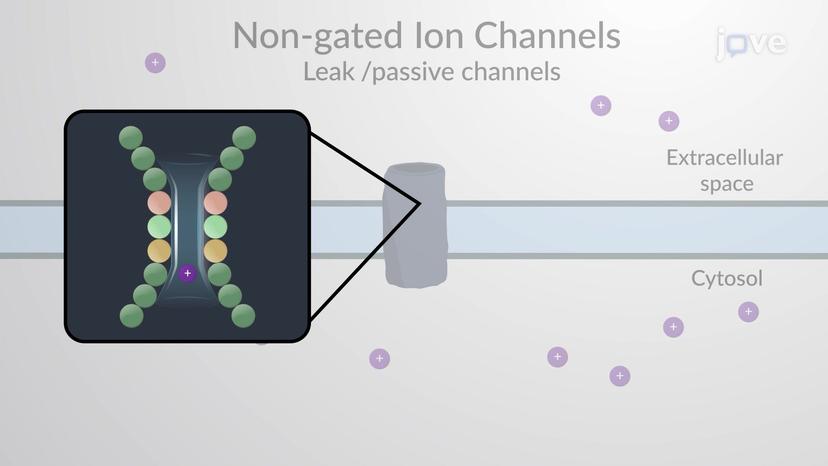 Non-gated Ion Channels