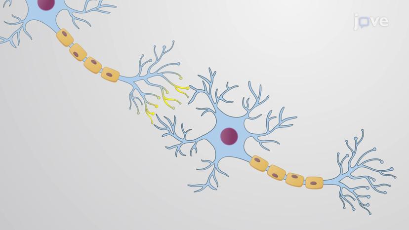 Neuron Structure