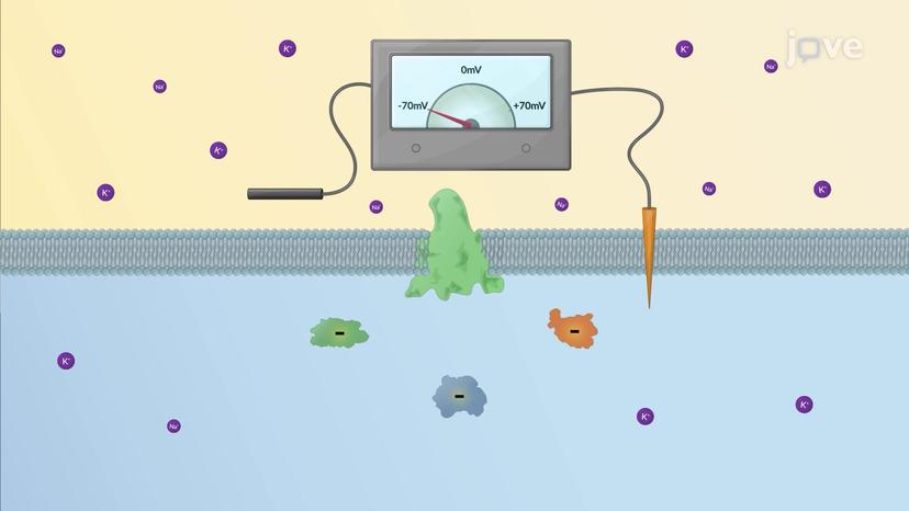 Resting Membrane Potential