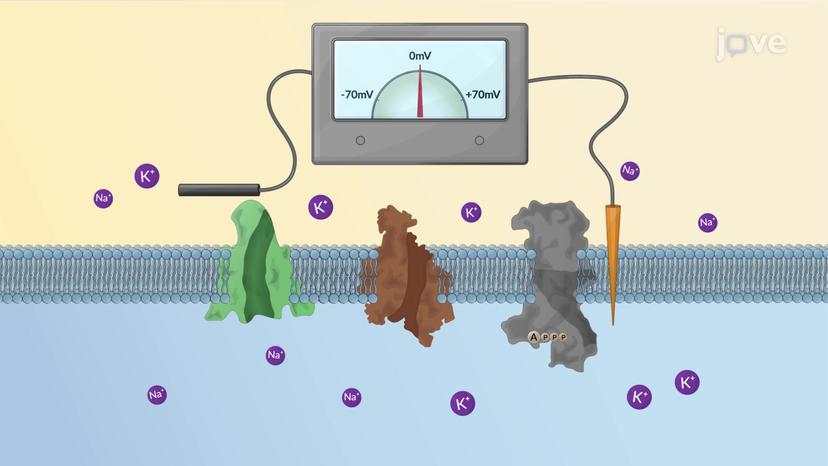 Resting Potential Decay