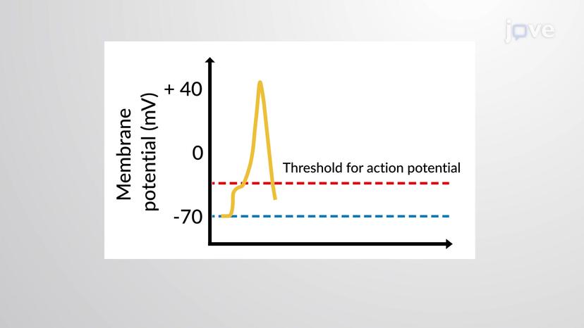 Action Potential