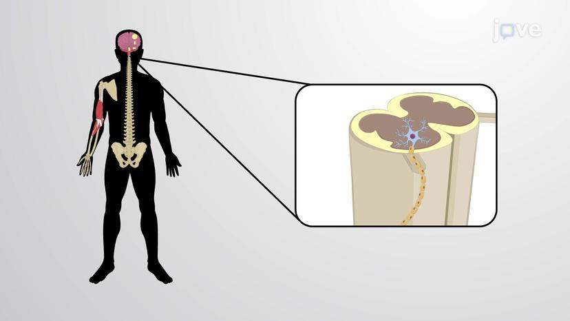 Muscle Contraction