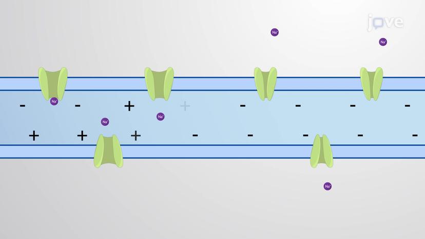 The Role of Ion Channels in Neuronal Computation