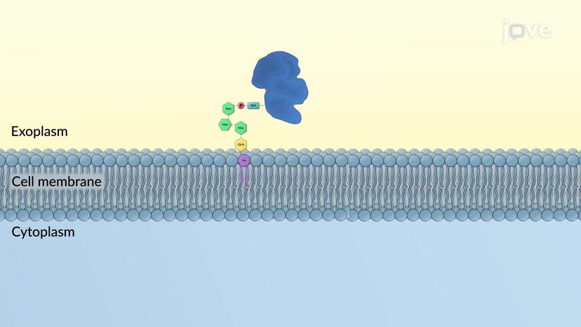 GPI Anchoring of Proteins in the ER Membrane