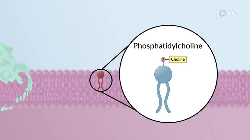 Synthesis of Phosphatidylcholine in the ER Membrane