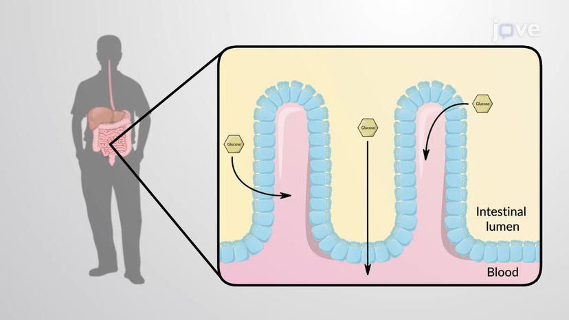 Glucose Absorption Into the Small Intestine