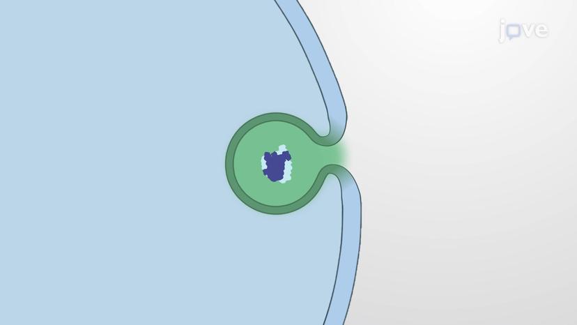 Insulin Secretory Vesicles