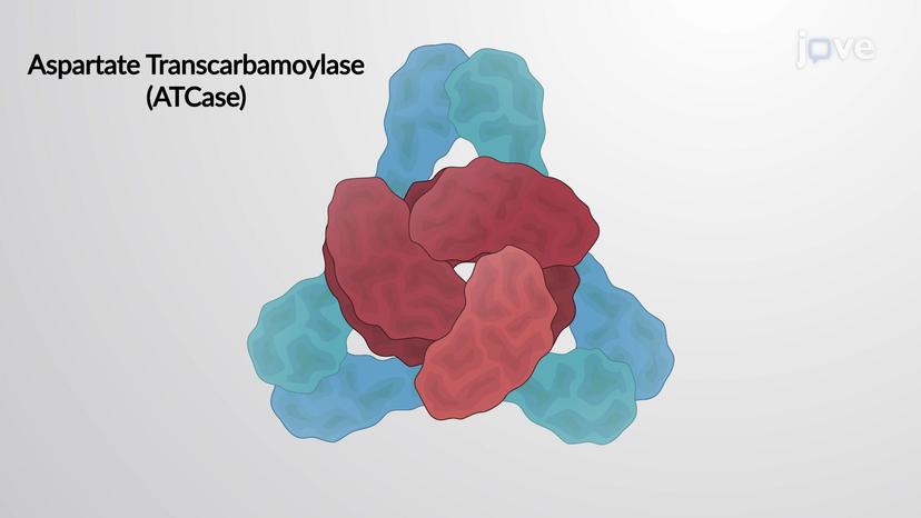 Allosteric Proteins-ATCase