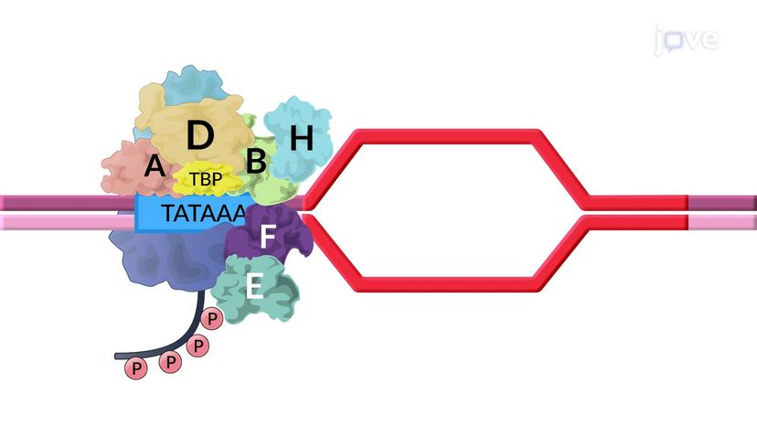 Transcription Initiation