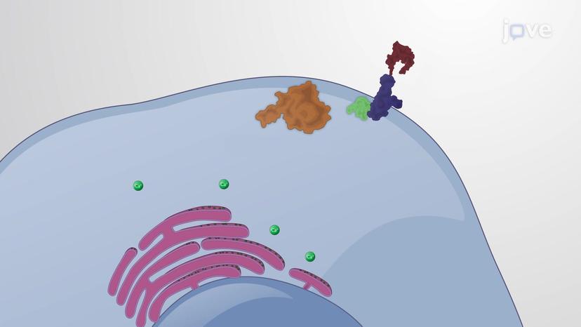 Non-Canonical Wnt Signaling Pathways