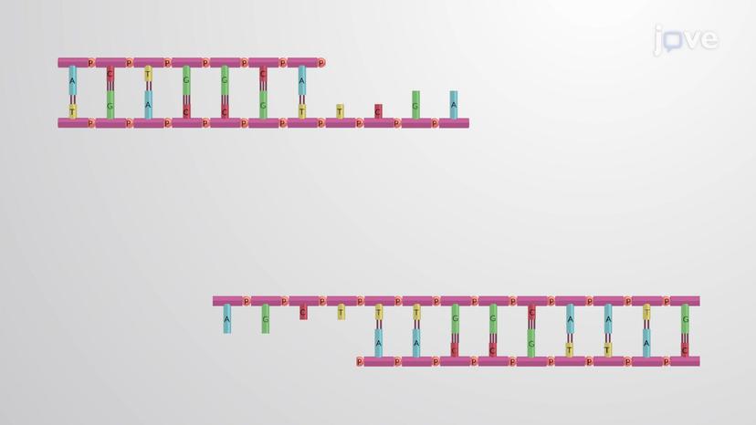 Restriction Enzymes