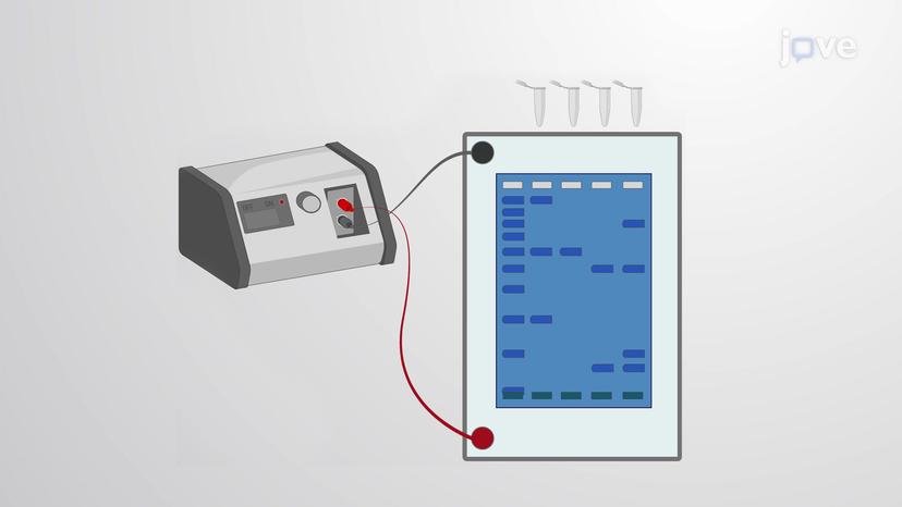 Maxam-Gilbert Sequencing