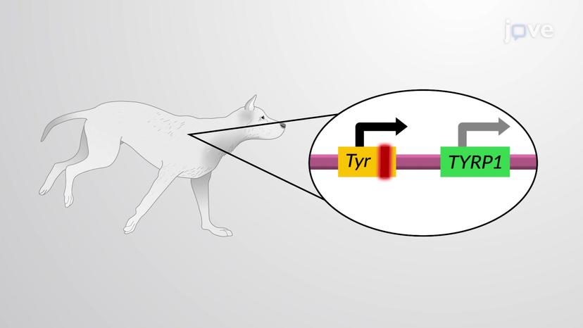 Epistasis Analysis